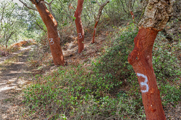 Harvested cork oak (Quercus suber) trunk in an old forest, landscape with typical portuguese vegetation, sustainable cork material, number 3 indicates the harvest year 2023, Alentejo Portugal Europe