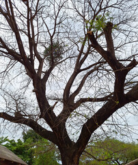 tree and sky