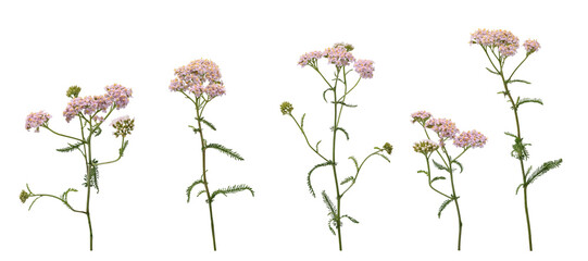 Few stems of yarrow witn flowers and green leaves isolated on white background - obrazy, fototapety, plakaty