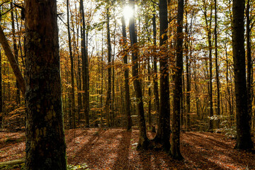 i colori del bosco d'autunno