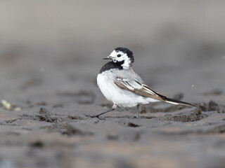 gray wagtail , Motacilla alba walking , side view
