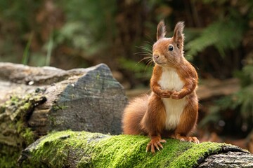 a squirrel sitting on a moss covered rock in the woods - Powered by Adobe