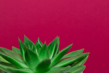 Lotus succulente verte