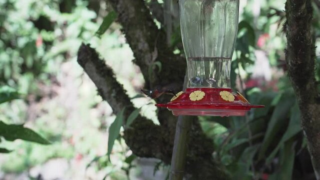 quick and tiny humming birds flying around a feeder in the rainforest near Revash in the andes mountains of Peru.