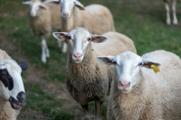 Naklejka na ściany i meble Group of white sheep grazing in a lush green meadow