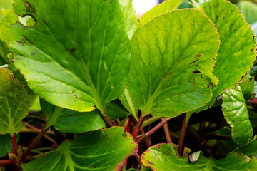 Close-up image of large leaves of garden plants 