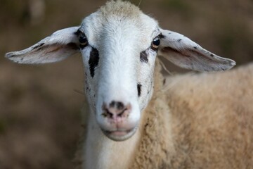 White sheep standing in a lush green grassy field, gazing into the horizon