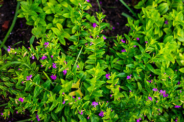 Cuphea hyssopifolia (false heather) beautiful flower background and wallpaper image.
