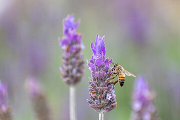 Abelha na lavanda