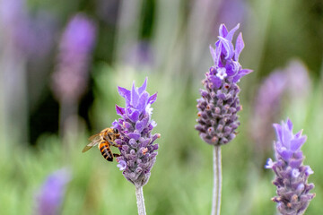 Abelha na lavanda