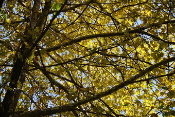 Tall tree with yellow Autumn leaves, lit by the sunlight.