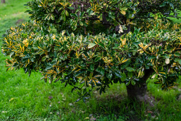 Rododendro (goldfinger) bush