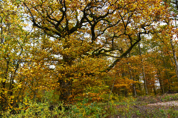 Couleurs de l'automne