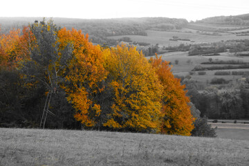 Couleurs de l'automne