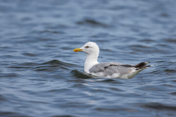 Fototapeta na wymiar Seagull swimming , blue water