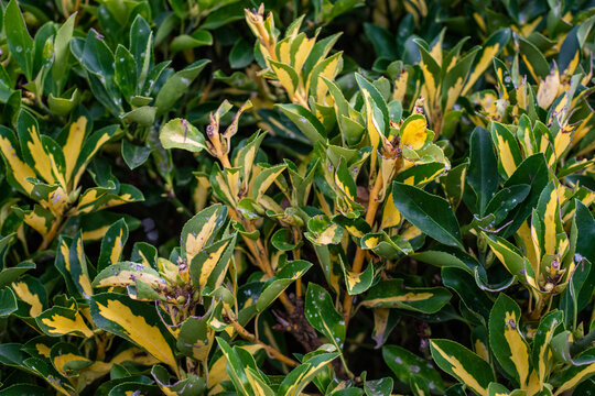 Rododendro (goldfinger) Plant