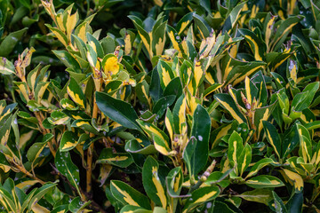 Green leaves with yellow stains in a garden