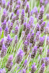 Campo de lavanda
