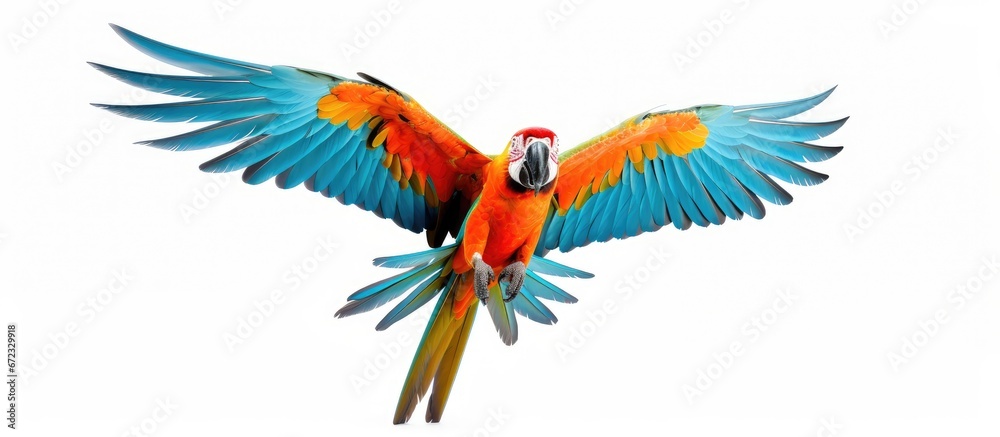 Poster A solitary macaw parrot positioned against a plain white backdrop