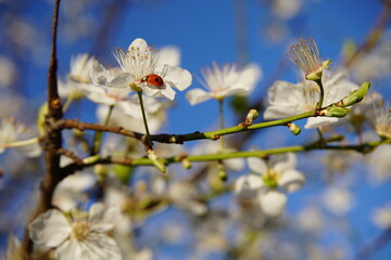 Lady bug on plum tree flowers blooming in the Spring in Lana river, Tirana, Albania