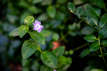 Closeup of a Purple flower with green leaves 