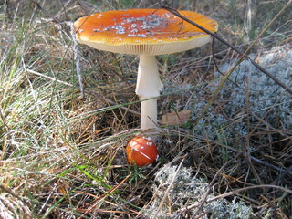 large and small poisonous mushroom