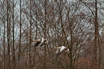Idyllic scene featuring greylag geese soaring gracefully with a backdrop of lush forest foliage