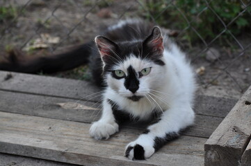 Naklejka na ściany i meble black and white cat lies on wooden boards