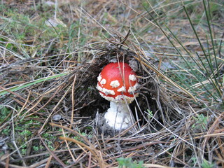 beautiful poisonous fly agaric in pine needles