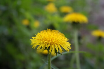 yellow dandelion close up