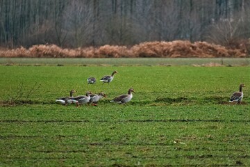 Obraz na płótnie Canvas Flock of graylag geese perched on a lush green grassy field, basking in the sunlight