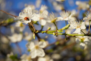 Lady bug on plum tree flowers blooming in the Spring in Lana river, Tirana, Albania