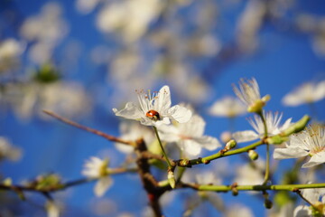 Lady bug on plum tree flowers blooming in the Spring in Lana river, Tirana, Albania