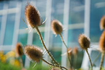 Cutleaf teasel seeds close-up view with blue sky background