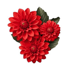 Red Dahlia Flowers isolated transparent, AI generated