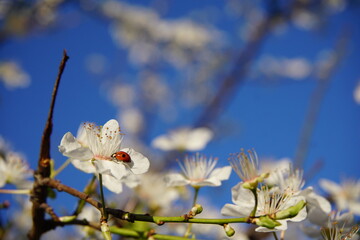 Lady bug on plum tree flowers blooming in the Spring in Lana river, Tirana, Albania