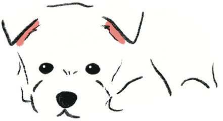hand drawn cartoon illustration of dog pet in color pencil style.  drawing of household animal isolated. west highland white terrier