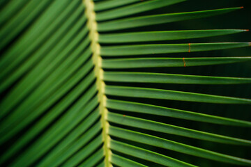 Natural background with tropical leaf