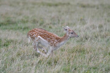 Young deer running through a sprawling meadow on a sunny day