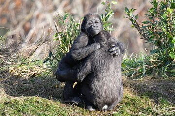 Affectionate moment between a juvenile and an adult gorilla captured in the wild.