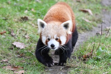 Red panda ambling along a grassy path in a natural outdoor setting.