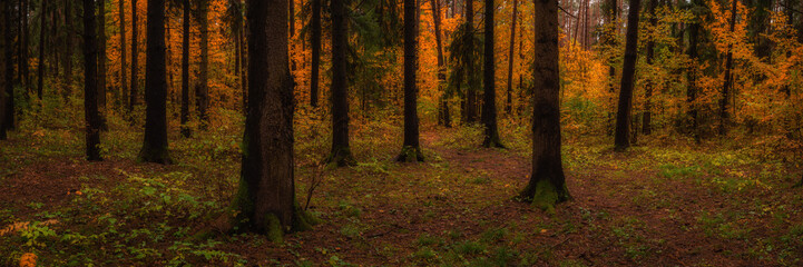 autumn mixed forest with old pine trees with mossy roots in a clearing covered with fallen needles in the foreground and orange foliage of young trees in the background. widescreen panorama 15x5