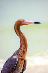 Majestic Reddish egret stands tall in the foreground of a sea, vertical shot