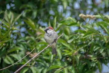 Gray feathered bird with a red head perched on a branch