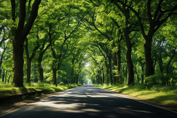 Bright forest road lined with green trees