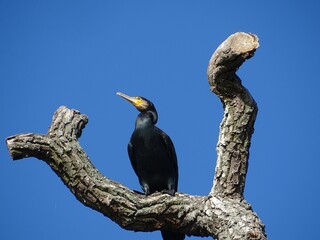 Black Cormorant perched atop a wooden tree branch against a blue sky