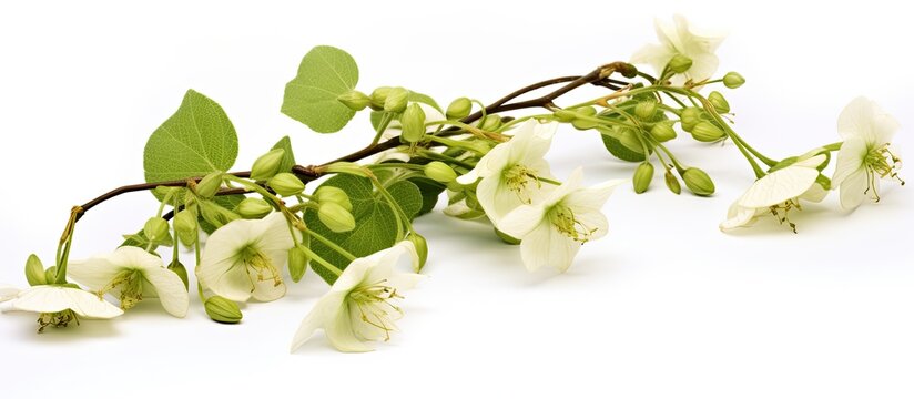 Carolina Snailseed is a perennial climbing plant from the moonseed family Cocculus that is found naturally in North America
