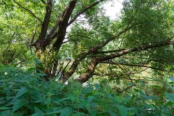 Beautiful wild summer Landscape around River Sazava from the central Czech 