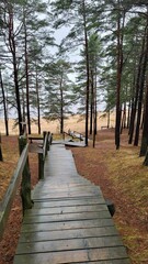 the wooden walkway leads to a dock near the water and trees