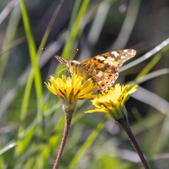 Selective focus shot of a painted lady butterfly on a yellow flower